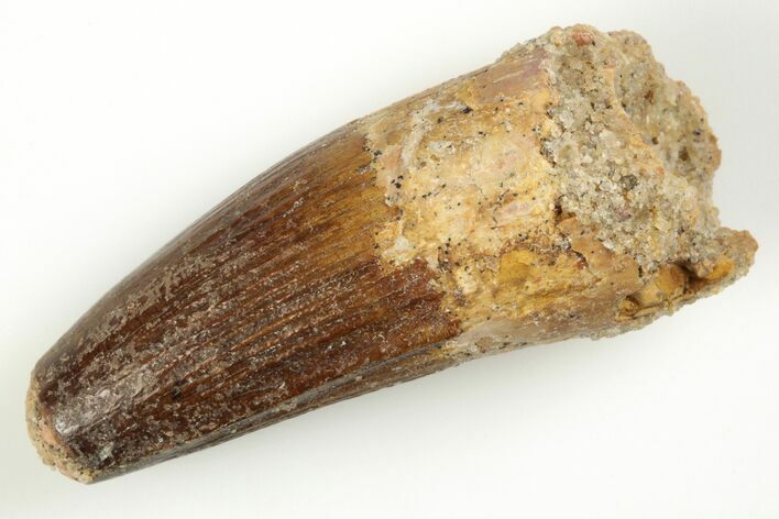 Fossil Spinosaurus Tooth - Real Dinosaur Tooth #204452